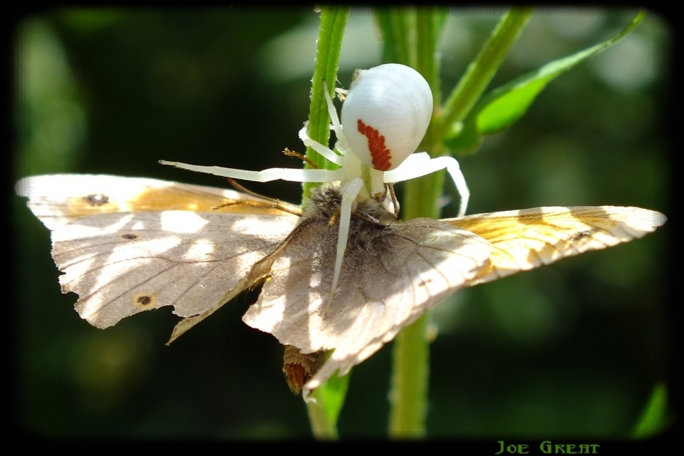 Misumena vatia - viráglakó karolópók