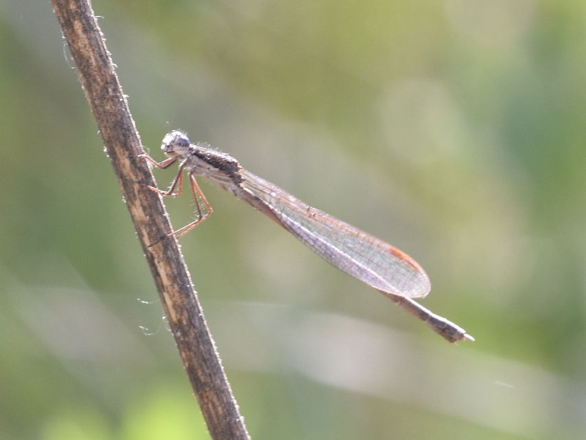 Sympecma fusca - téli rablószitakötő