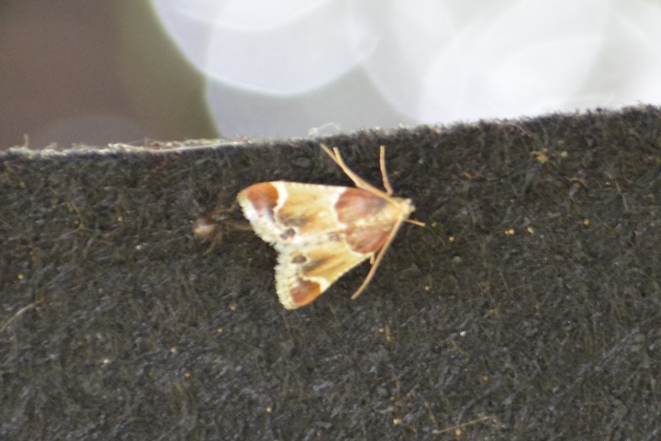 Pyralis farinalis - lisztilonca