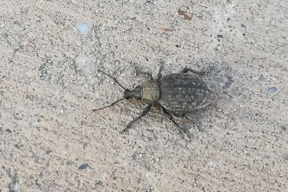 Otiorhynchus ligustici - vincellér-gyalogormányos