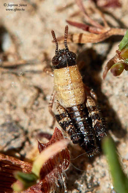 Calliptamus italicus - olaszsáska