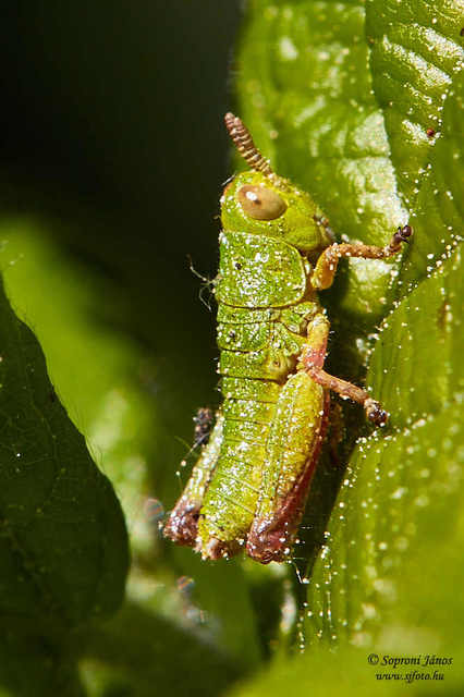 Odontopodisma decipiens - déli hegyisáska