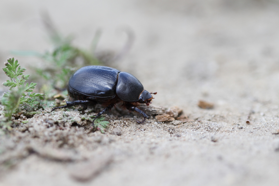 Pentodon idiota - butabogár