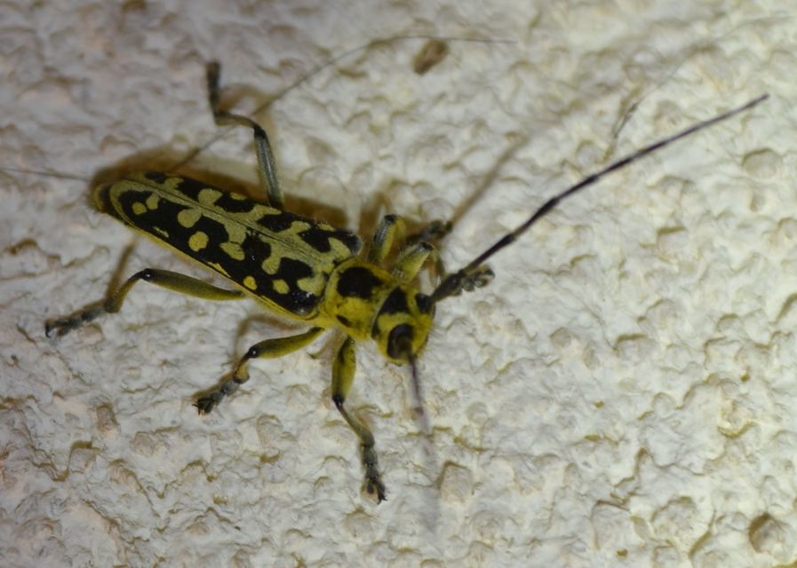 Saperda scalaris - létracincér