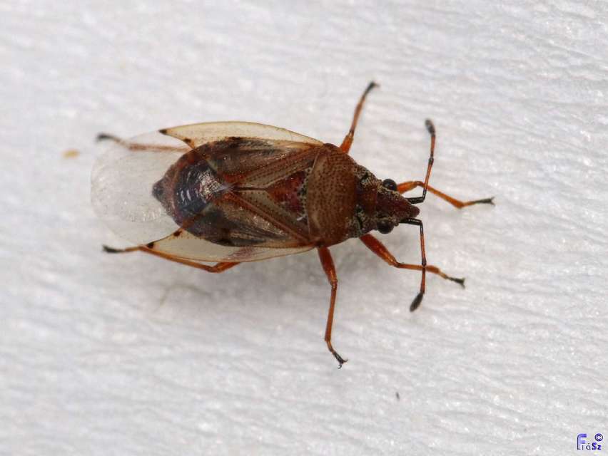 Kleidocerys resedae - nyírbodobács