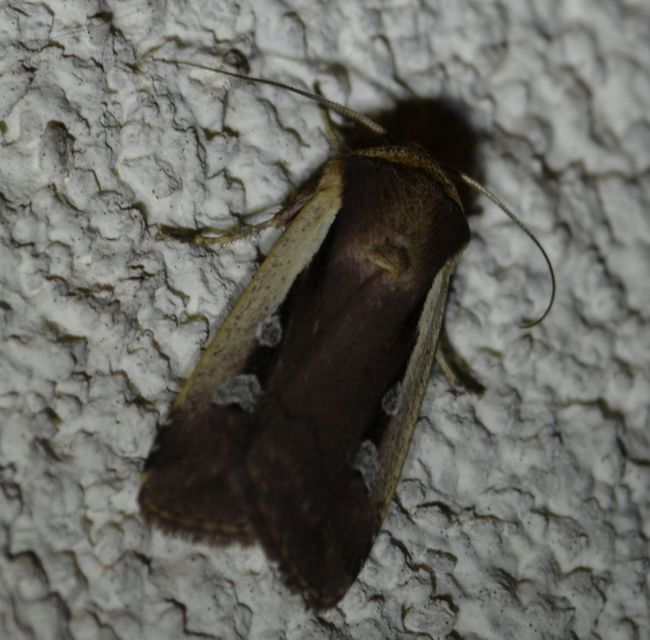 Ochropleura plecta - fehérszegélyű fűbagoly