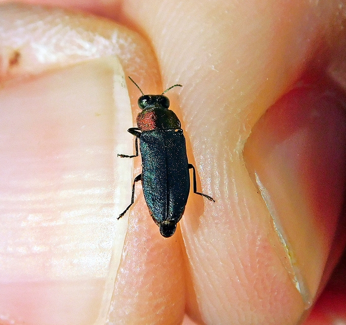Anthaxia nitidula - ragyogó virágdíszbogár