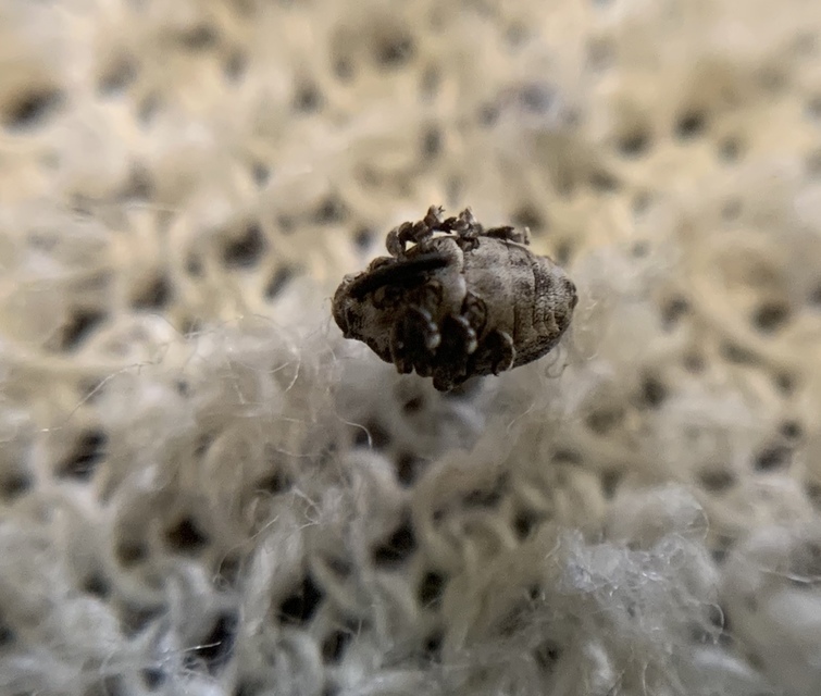 Glocianus distinctus - pitypang-gömbdedormányos