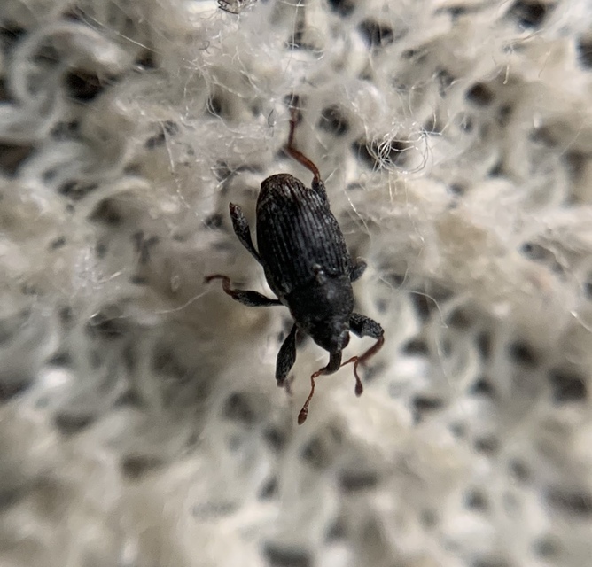 Coryssomerus capucinus - székfű-kancsalormányos