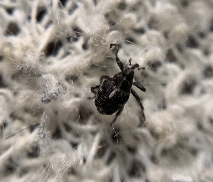 Mogulones euphorbiae - nefelejcs-tarkaormányos