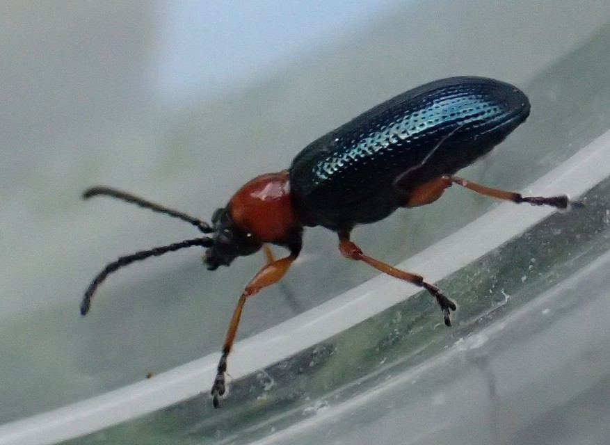 Oulema melanopus/duftschmidi