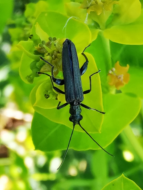 Oedemera virescens - zöldes álcincér