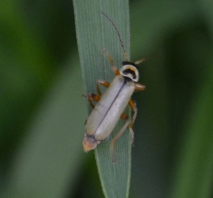 Metacantharis clypeata - tavaszi lágybogár