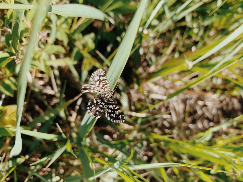 Chiasmia clathrata - rácsos rétiaraszoló