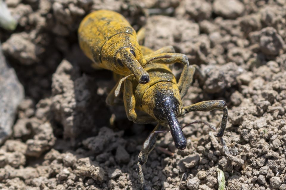 Lixus pulverulentus - mályvafúró dudvabarkó