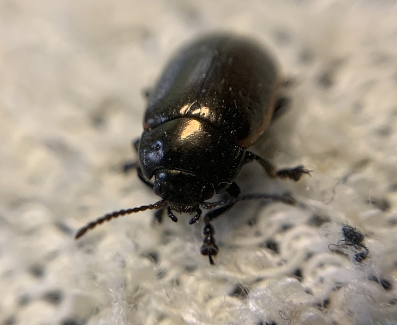 Chrysolina marginata - nyúlánk szegélyeslevelész