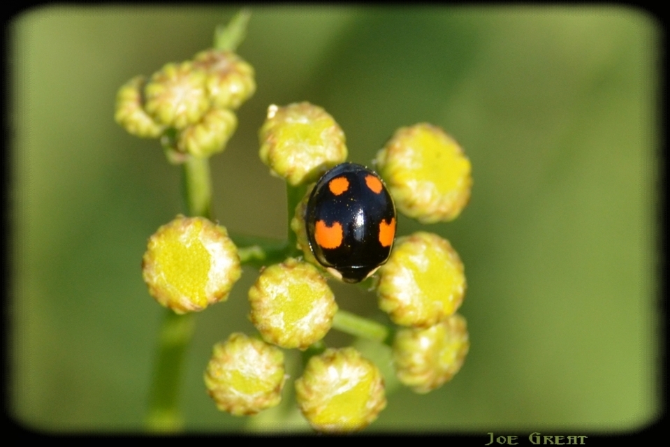 Harmonia axyridis - harlekinkatica