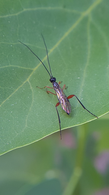 Braconidae - gyilkosfürkészek