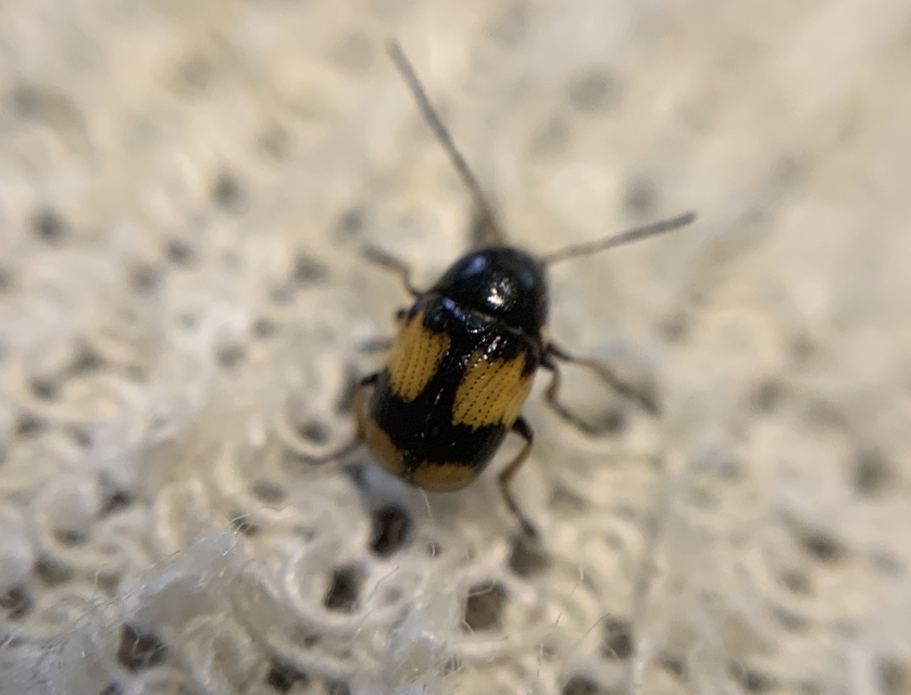Cryptocephalus moraei - közönséges zömökbogár