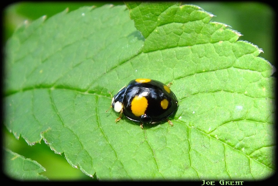 Harmonia axyridis - harlekinkatica