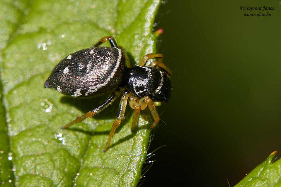 Heliophanus