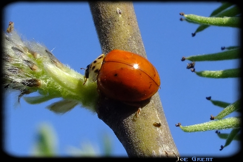 Harmonia axyridis - harlekinkatica