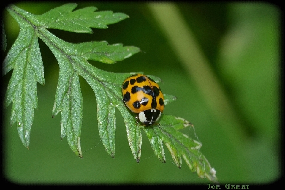 Harmonia axyridis - harlekinkatica