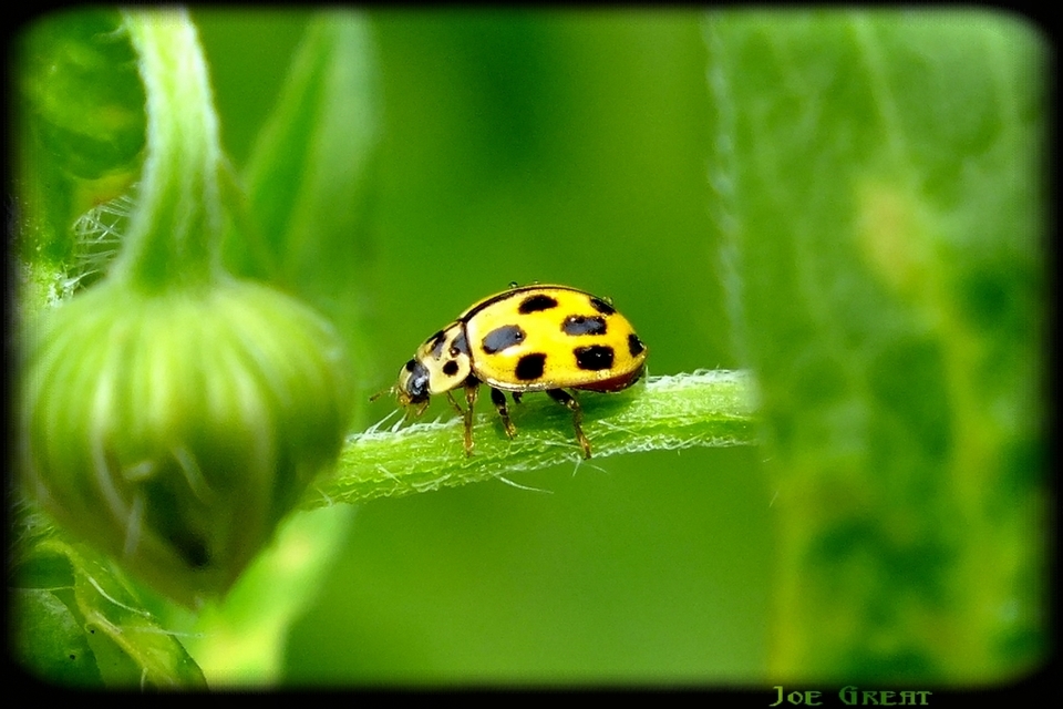 Propylea quatuordecimpunctata - tizennégypettyes füsskata