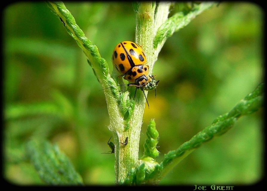 Propylea quatuordecimpunctata - tizennégypettyes füsskata