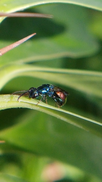 Chrysididae - fémdarazsak