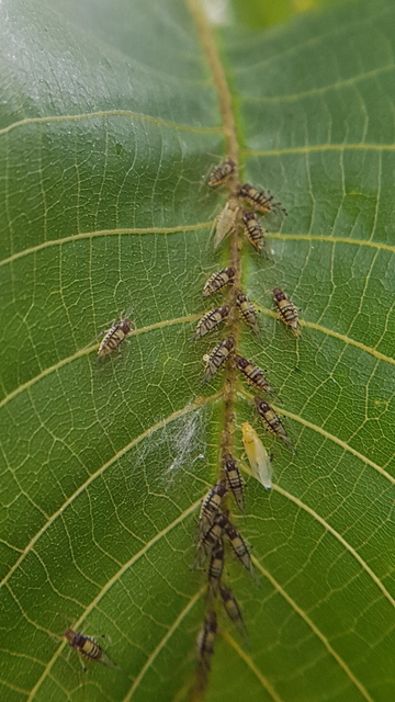 Panaphis juglandis