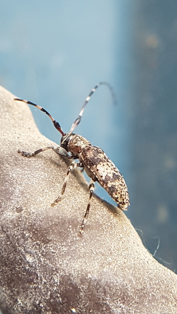 Leiopus nebulosus - öves gesztcincér