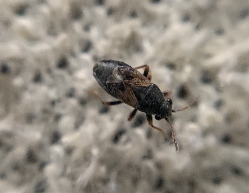 Acompus rufipes - gyászbodobács
