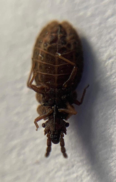 Aradus cinnamomeus - kis kéregpoloska