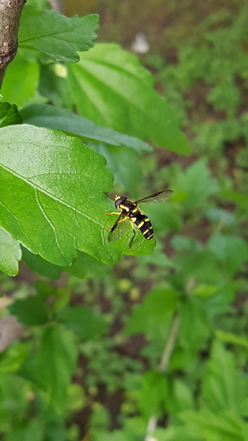 Xanthogramma pedissequum - gyakori oldalsávoslégy