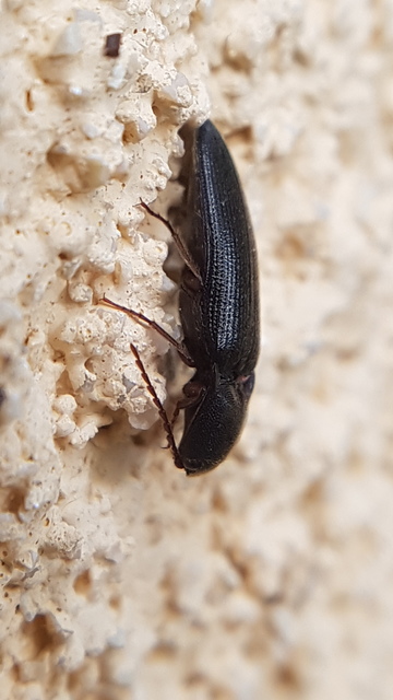 Melanotus