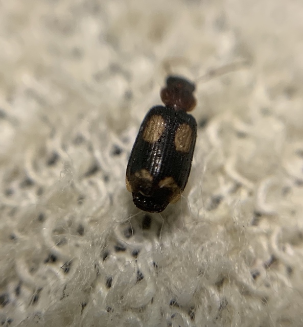 Dromius quadrimaculatus - négyfoltos kéregfutó