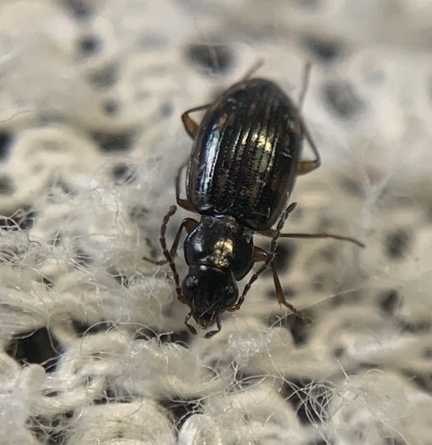 Bembidion varium - rajzos gyorsfutó