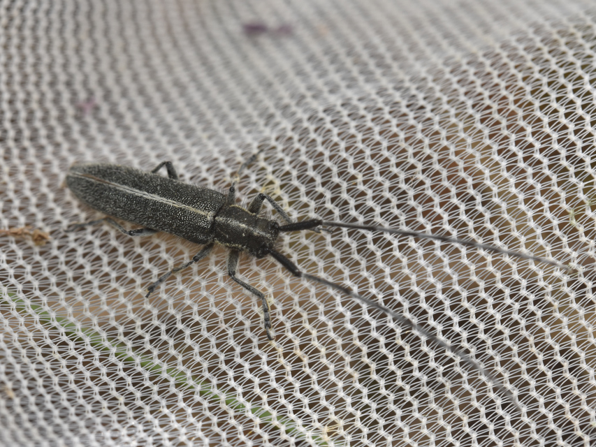 Agapanthia cardui - sávos bogáncscincér