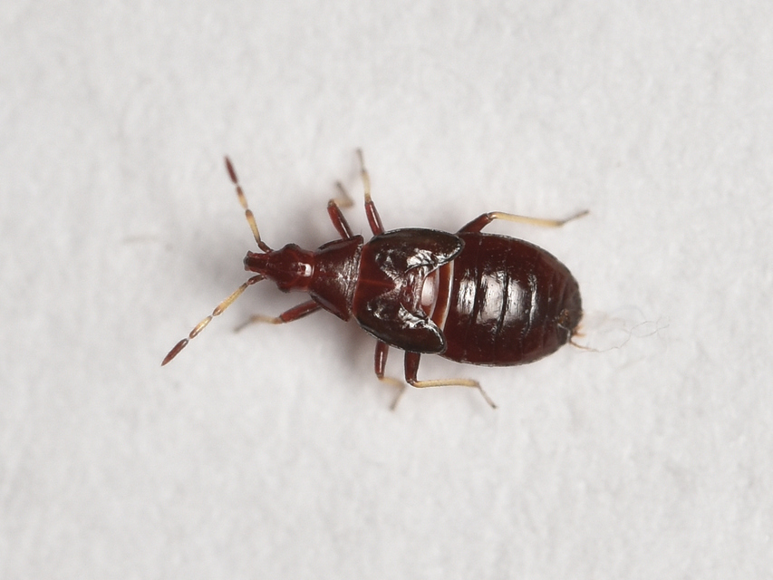 Anthocoridae - virágpoloskák Anthocoridae - virágpoloskák