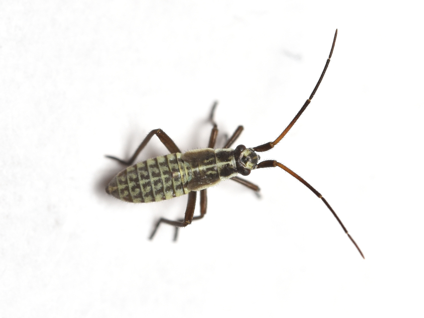 Leptopterna