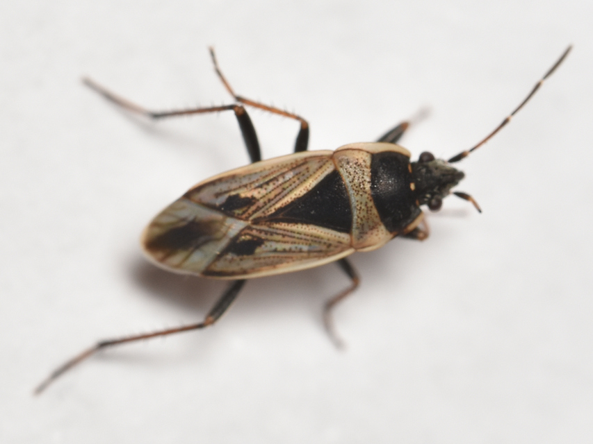 Xanthochilus quadratus - szegélyes díszesbodobács