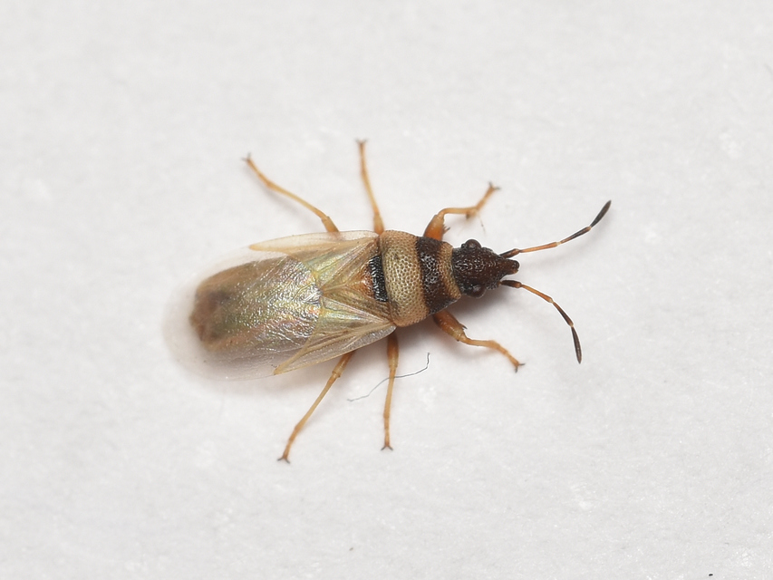 Oxycarenus pallens - fakó bodobács