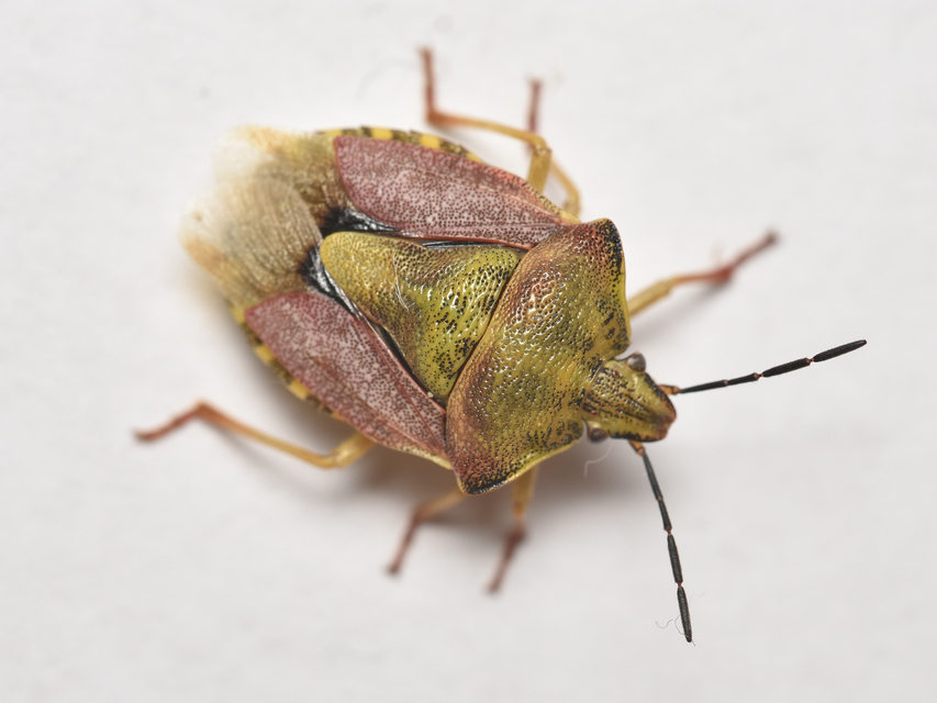 Carpocoris