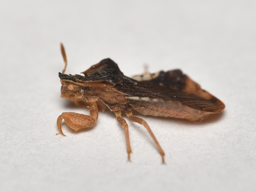 Phymata crassipes - fogólábú poloska