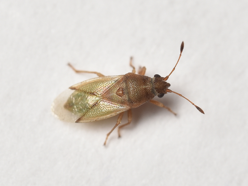 Cymus Cymus