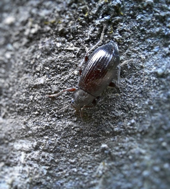 Stenomax aeneus - bronzos gyászbogár