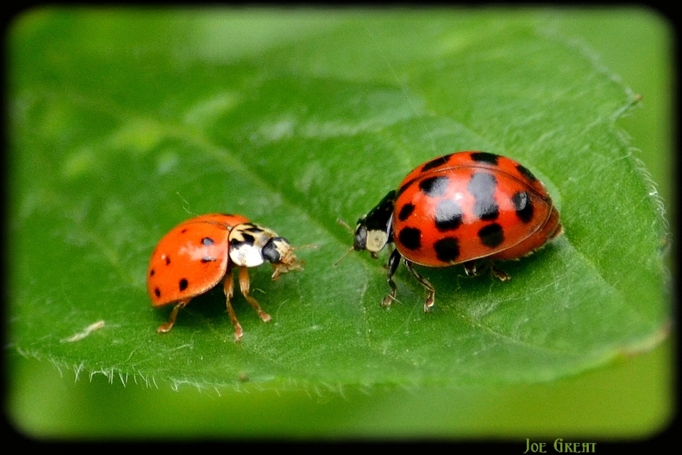 Harmonia axyridis - harlekinkatica