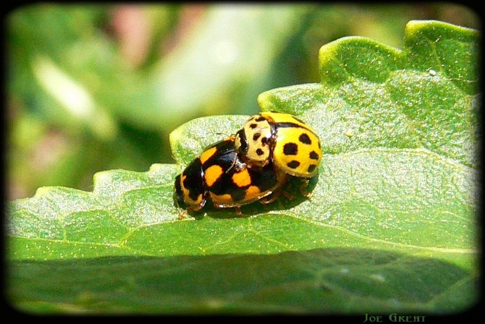 Propylea quatuordecimpunctata - tizennégypettyes füsskata