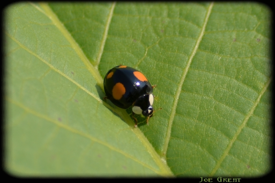 Harmonia axyridis - harlekinkatica